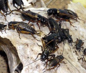 African-field-cricket-arpingstone-wikipedia-commons