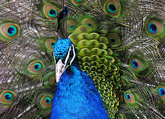 peacock-mark-wheadon
